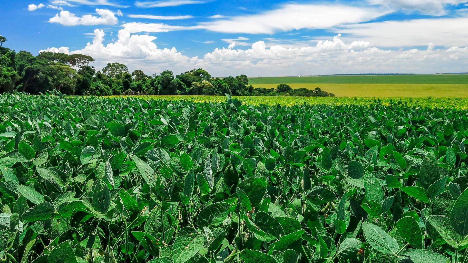 Caminhoneiro é condenado a pagar R$ 87 mil por perder carga de soja