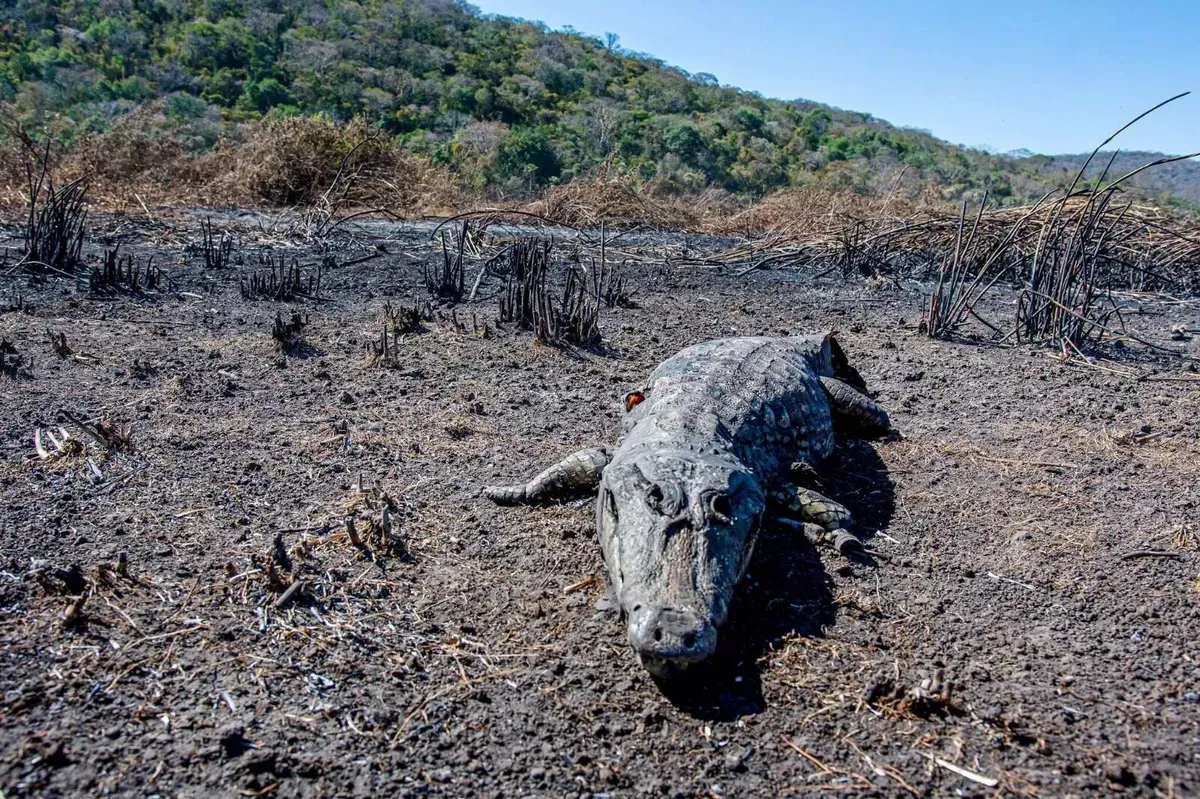 Estudo com 21 mil imagens revela fauna ativa em áreas queimadas do Pantanal em MS