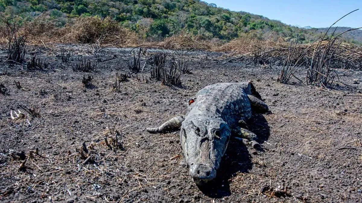 Polícia prende ex-funcionário por incêndio criminoso em fábrica de brinquedos em Aparecida