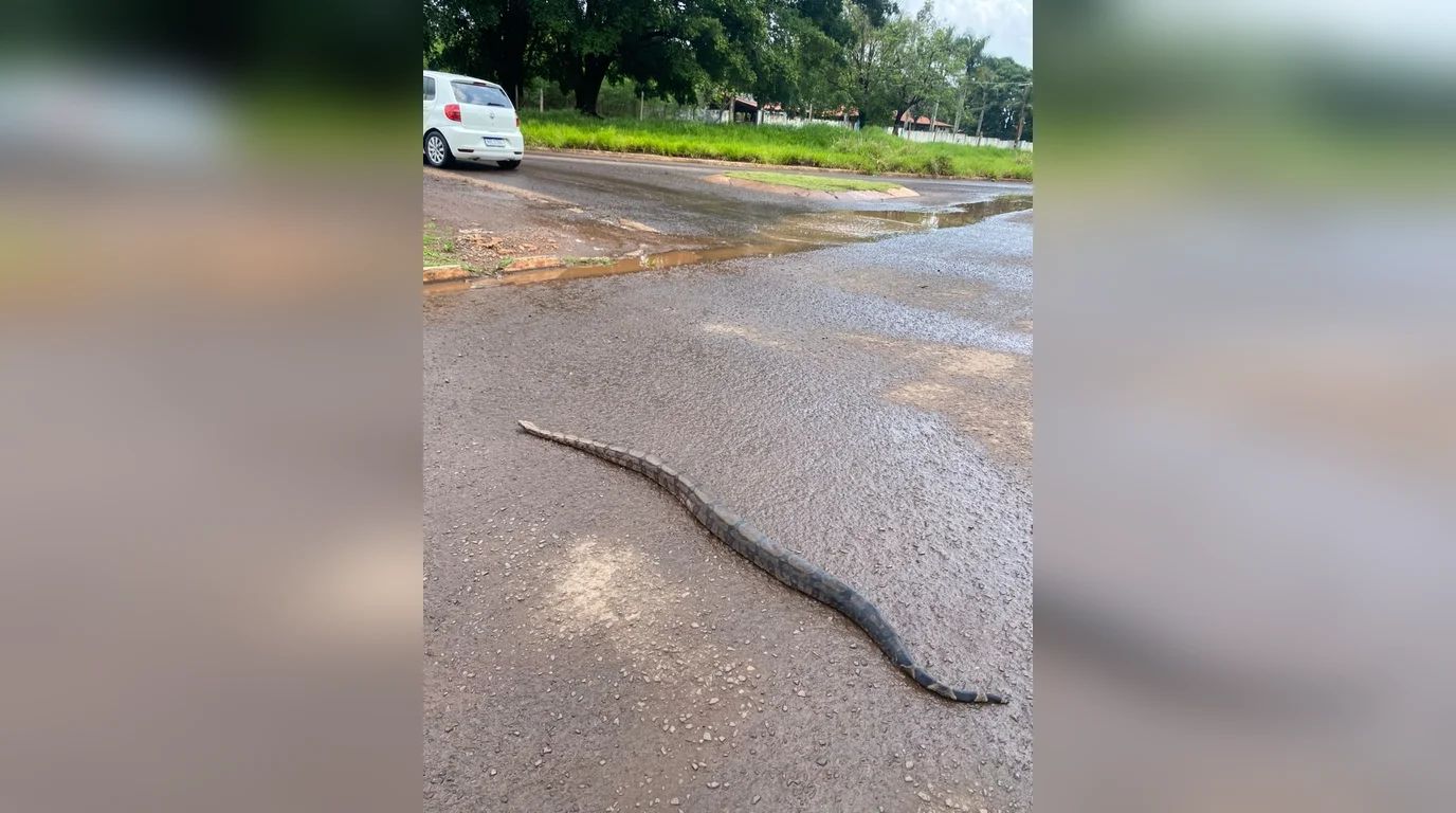 Serpente de grande porte estendida sobre o asfalto molhado da Avenida José Barbosa Rodrigues em Campo Grande durante resgate