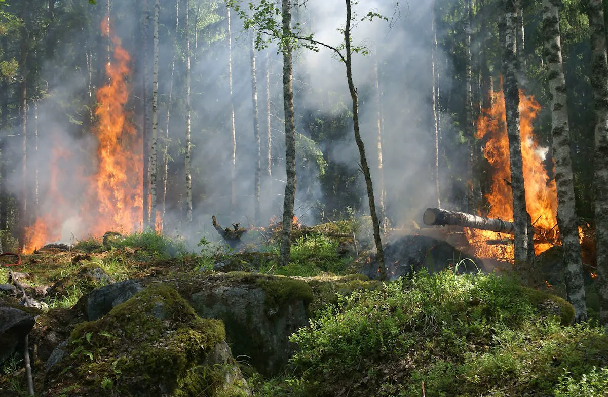 Nelsinho Trad propõe cooperação Brasil-Bolívia contra incêndios no Pantanal